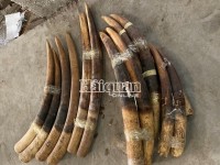 Hai Phong Customs seizes two tonnes of ivory and pagonlin scales originating from Africa