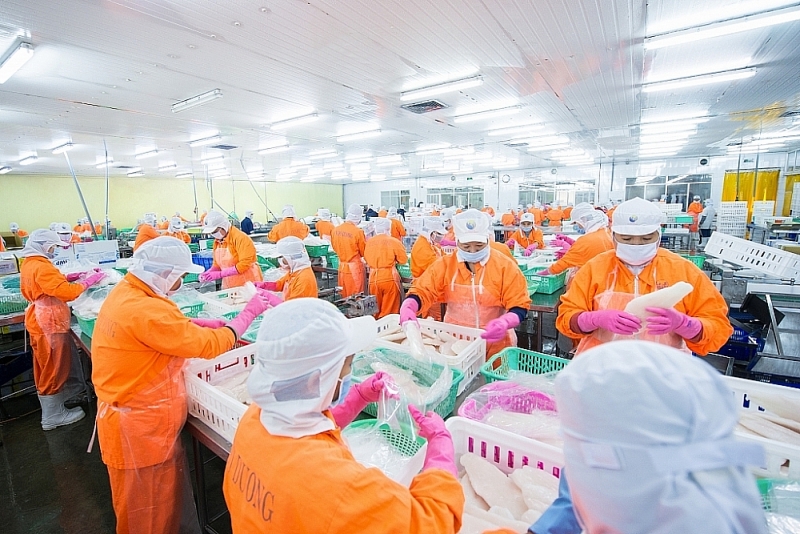 Pangasius production at Nam Viet Seafood Company. Photo provided by the company