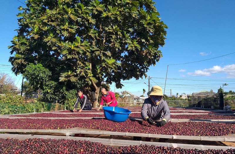 Vietnam's coffee industry must invest in sustainable development to transform itself from the low-end market segment to the high-end market segment in the future