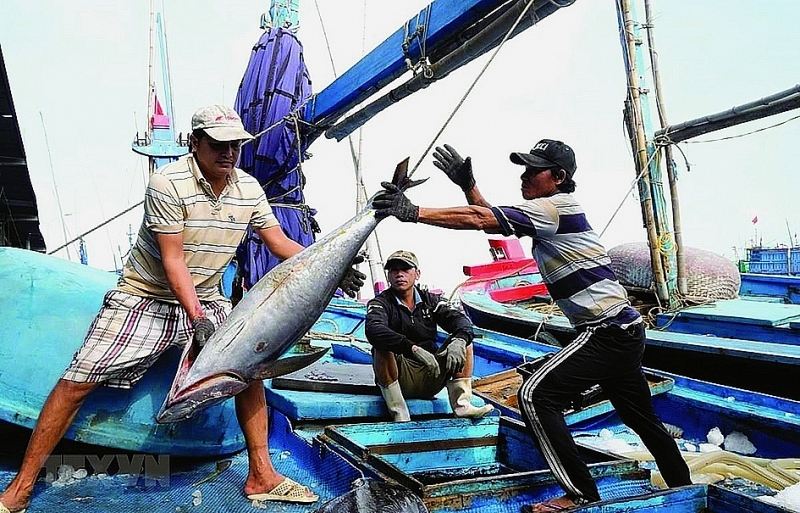 Fishermen harvesting ocean tuna. Photo: VNA