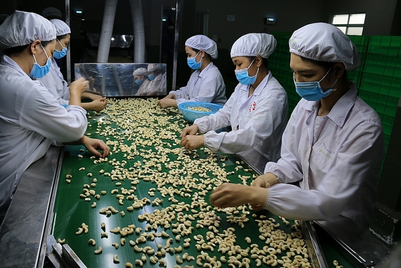 Inside the cashew nut processing factory of Phuc An Company. Photo: N.H
