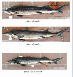 Imported sturgeon plunges